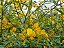 Semente de Crotalaria Spectabilis 5 Kg - Adubaçao Verde - Imagem 4
