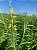 Semente de Crotalaria Spectabilis 5 Kg - Adubaçao Verde - Imagem 3