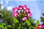 Vela Perfumada de Verbena - 115g - Imagem 4