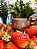 Vela Perfumada de Morango com Chocolate - 115g - Imagem 1