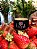 Vela Perfumada de Morango com Chocolate - 115g - Imagem 1