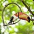 Enfeite Tucano de Madeira no Cipó - Imagem 1