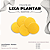 Lixa Plantar(GR 120)  Norton - Pacote com 100 Unidades - Imagem 2