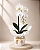 Orquídea Phalaenopsis - Imagem 4