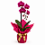 Orquídea Phalaenopsis - Imagem 1