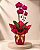 Orquídea Phalaenopsis - Imagem 2