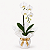 Orquídea Phalaenopsis - Imagem 3