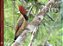 Aves do Cerrado – Volume 3 - Imagem 1