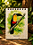 Diário da Floresta M - Tucano-de-bico-preto - Imagem 1