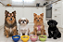 Kit Cães - Adulto (10 porções) - Imagem 1