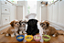 Kit Cães - Filhote (10 porções) - Imagem 1