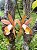 Cattleya Forbesi - Imagem 2