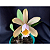Cattleya Forbesi - Imagem 6