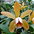 Cattleya Forbesi - Imagem 3