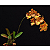 Oncidium Cryspum - Imagem 5
