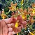 Oncidium Cryspum - Imagem 2