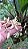 Coelogyne Flaccida - Imagem 2