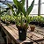 Coelogyne Flaccida - Imagem 5