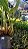 Coelogyne Fimbriata - Imagem 5