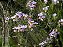 Vanda Teres - Imagem 2