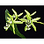 Coelogyne Mayeriana - Imagem 1