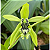 Coelogyne Mayeriana - Imagem 2