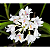 Neobenthamia Gracilis - Imagem 4