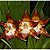 Huntleya Meleagris - Imagem 1