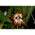 Huntleya Meleagris - Imagem 4