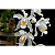 Coelogyne Cristata - Imagem 2