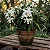 Coelogyne Cristata - Imagem 1