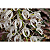 Dendrobium Speciosum - Imagem 1