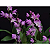 Dendrobium Kingianum - Imagem 1