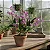 Dendrobium Kingianum - Imagem 1