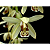 Coelogyne Tomentosa - Imagem 1