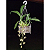 Coelogyne Tomentosa - Imagem 2