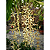 Coelogyne Tomentosa - Imagem 3