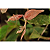 Gongora Bufonia - Planta Jovem - Imagem 2
