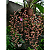 Gongora Bufonia - Planta Jovem - Imagem 3