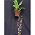 Gongora Bufonia - Planta Jovem - Imagem 4