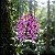 Epidendrum Rosa - Imagem 1