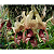 Stanhopea Insignis - Imagem 3