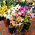 Dendrobium Nobile Variados - Imagem 1