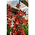 Oncostele H. F. Sangria - Imagem 2