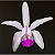 Cattleya Intermedia - Imagem 1