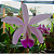 Cattleya Intermedia - Imagem 2