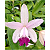 Cattleya Intermedia - Imagem 3