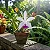 Cattleya Intermedia - Imagem 1