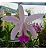 Cattleya Intermedia - Imagem 2