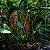 Heliconia Rostrata - Imagem 3